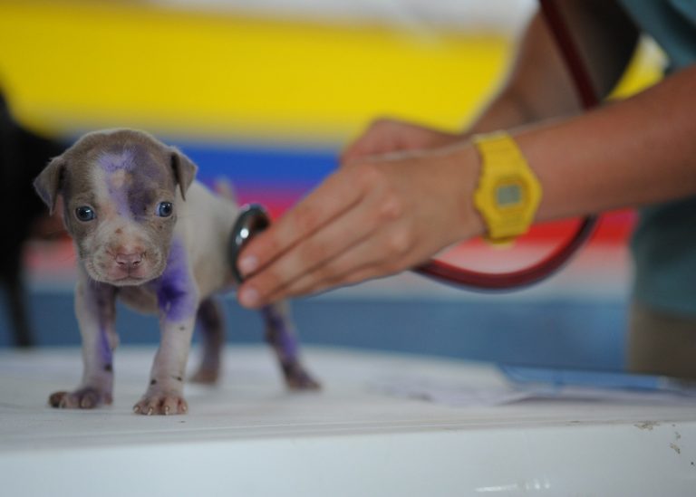 is pet insurance worth it