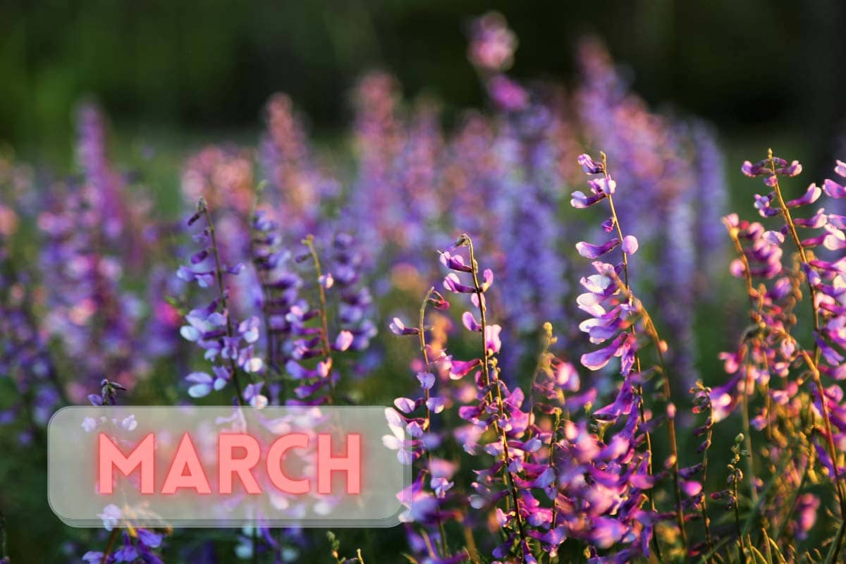 March Image