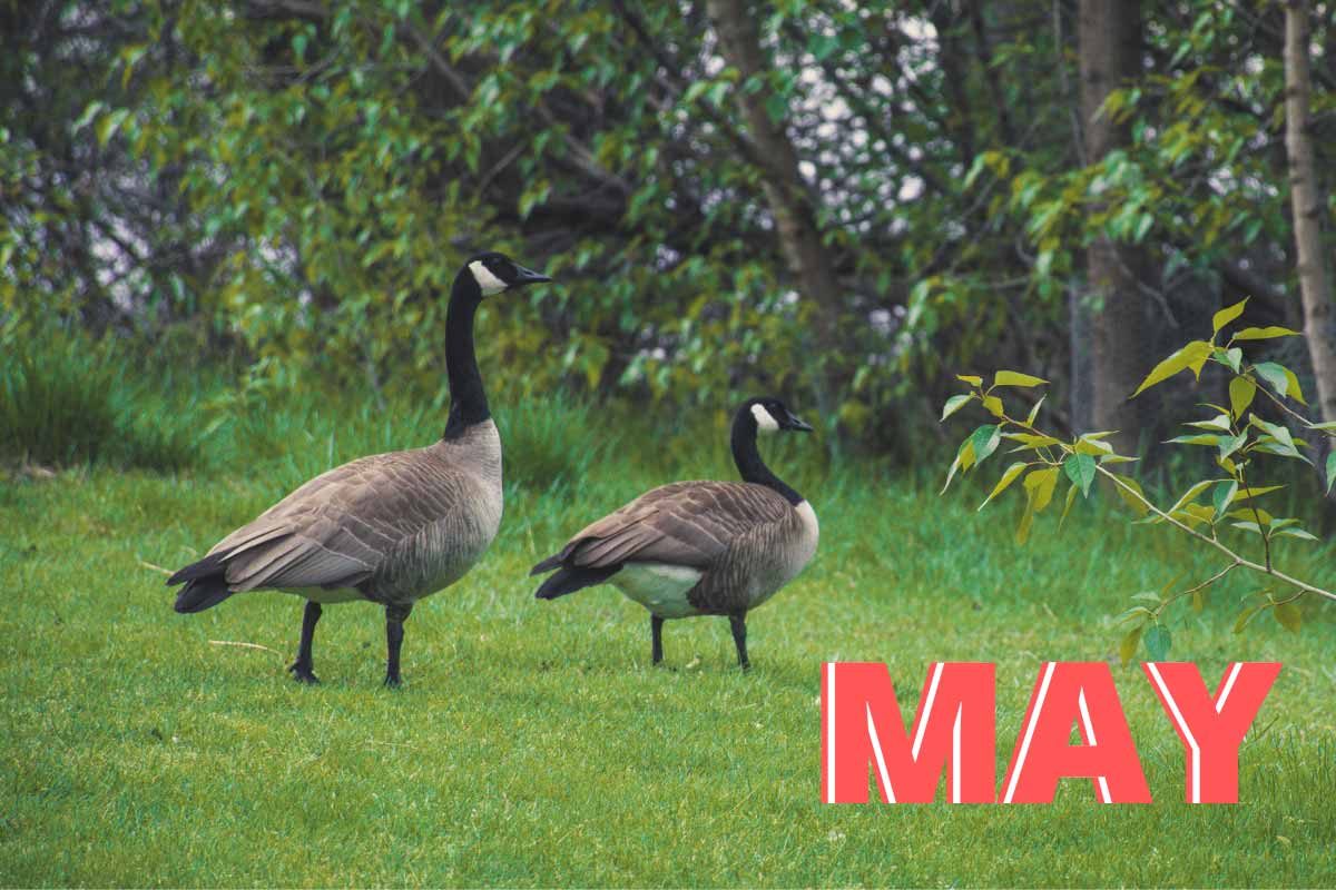 May Image