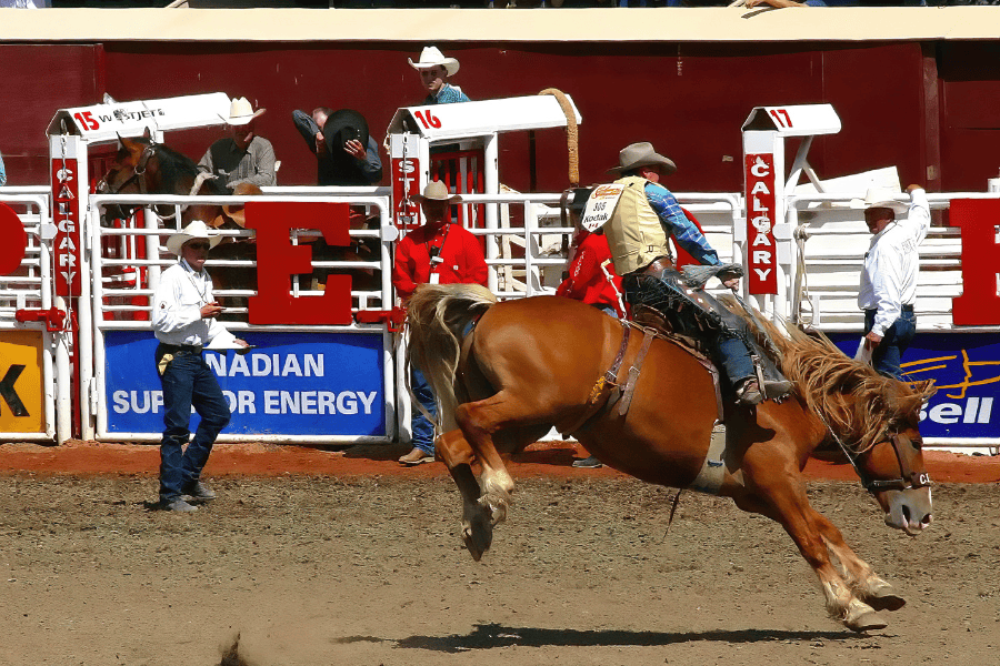 Calgary Stampede Rodeo