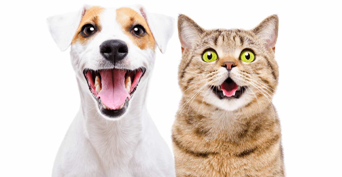 Dog and Cat Image