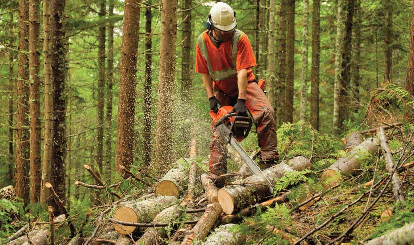 Loggers Job Image