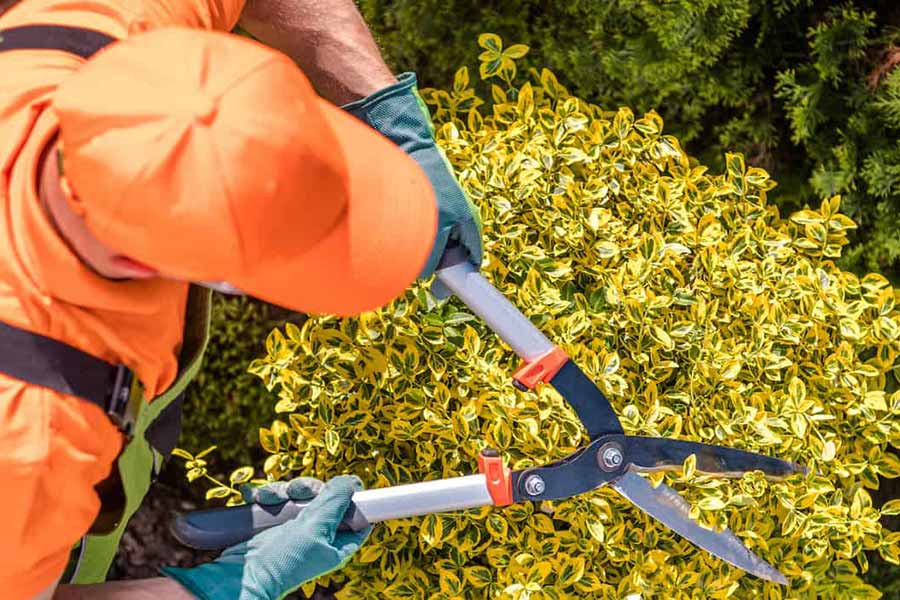 Landscaper Image