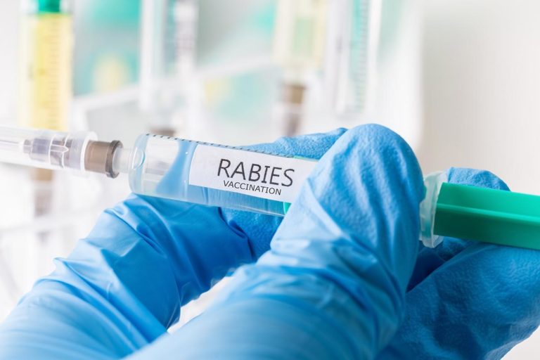 Rabies Vaccine for Humans Explained Insurdinary