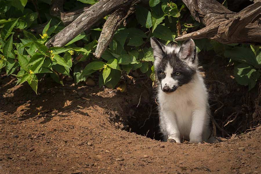 Canadian marble fox on trees