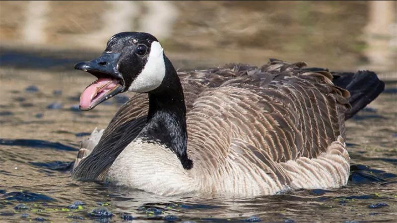Floating canada goose