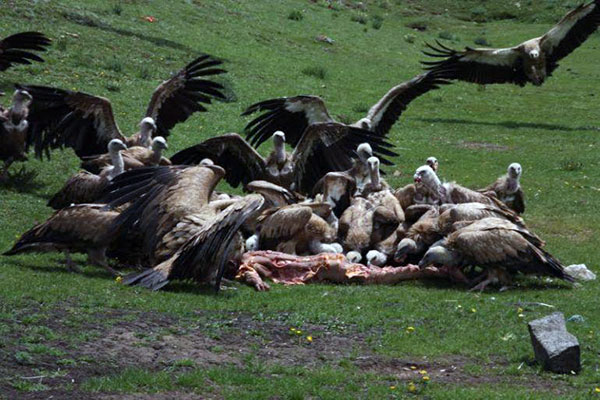 Sky burial exposure