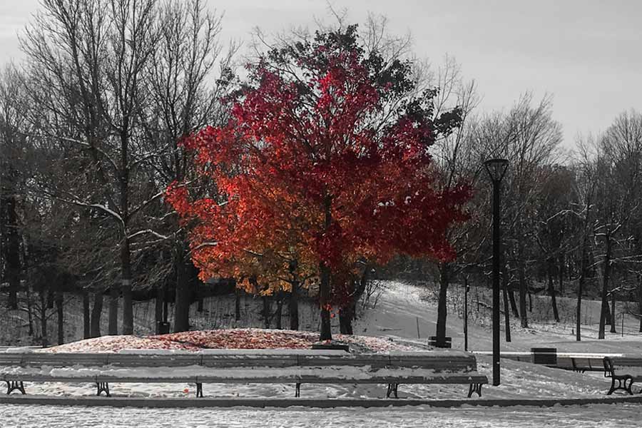 Mount Royal Park