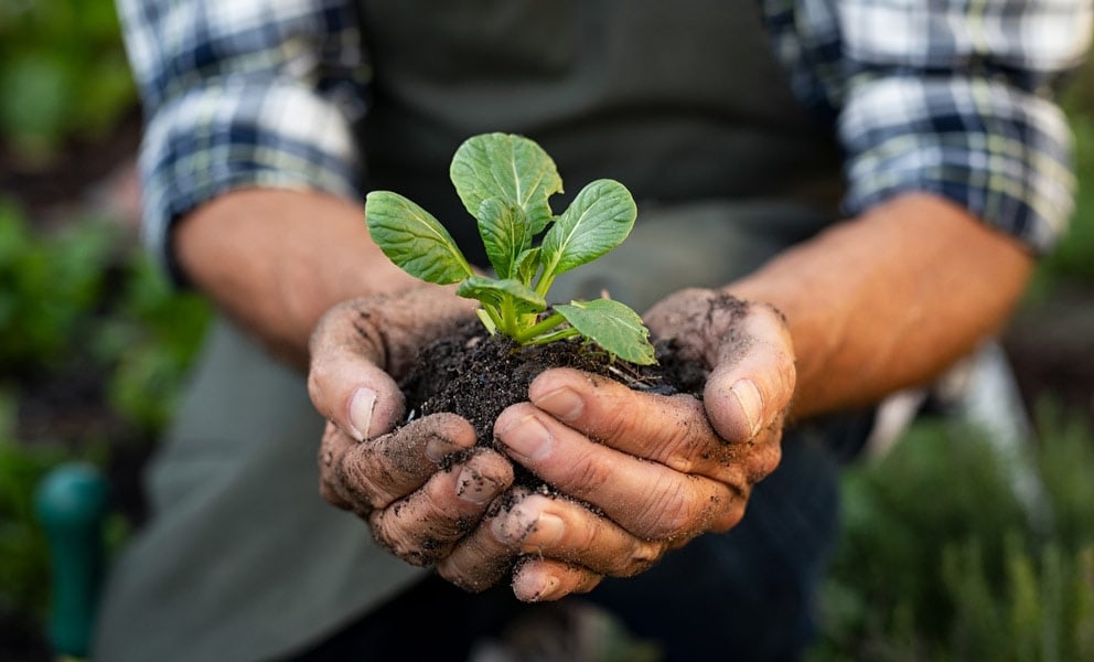 Farmer Hands Planting Sprout