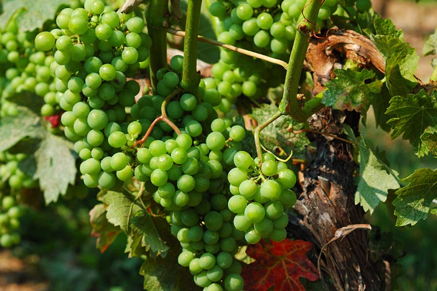 Niagara Winery Grapes