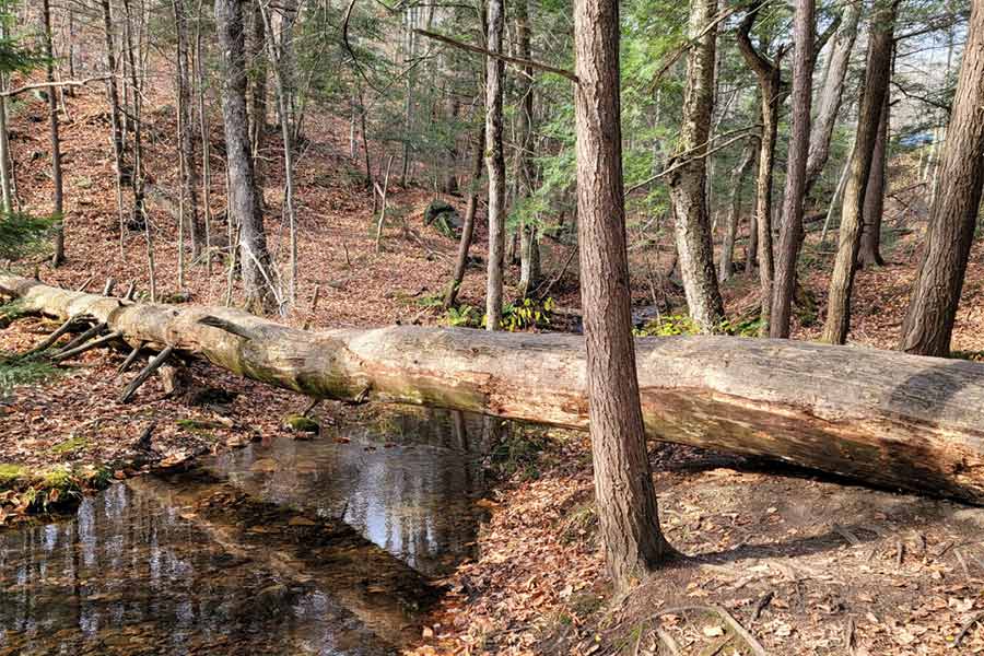 Gatineau Park