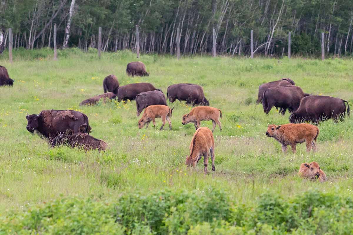 bison herd at elk island national park alberta