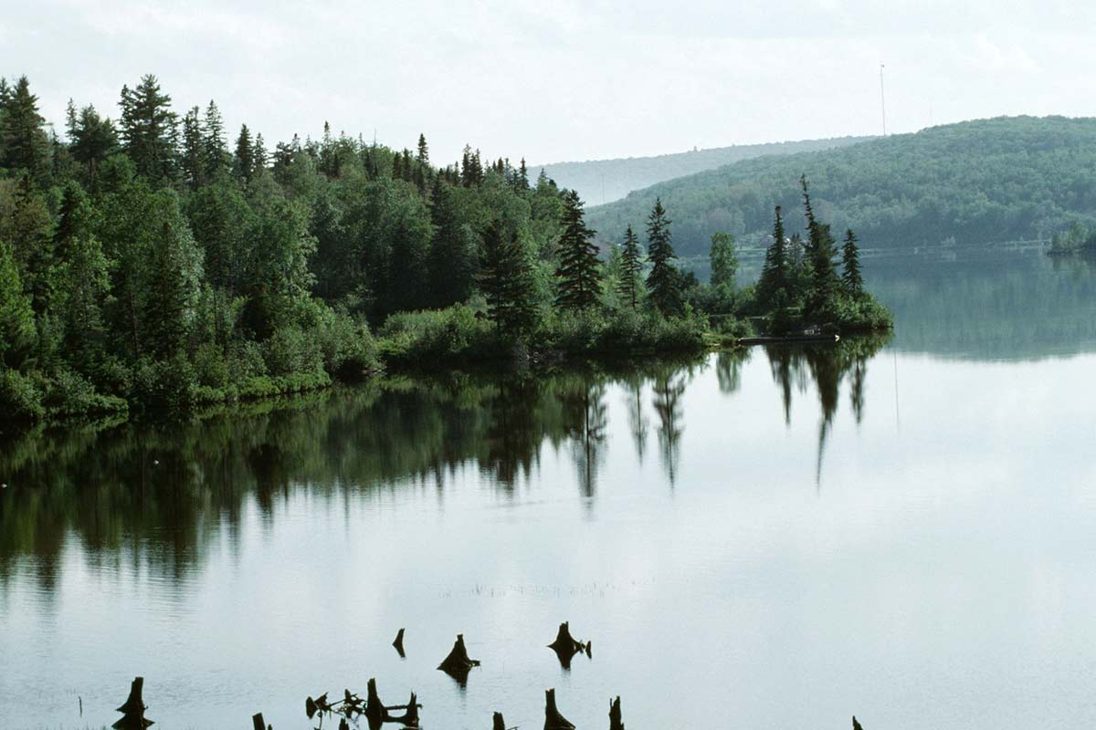 Forest by Lake Abitibi Temiscamingue Quebec